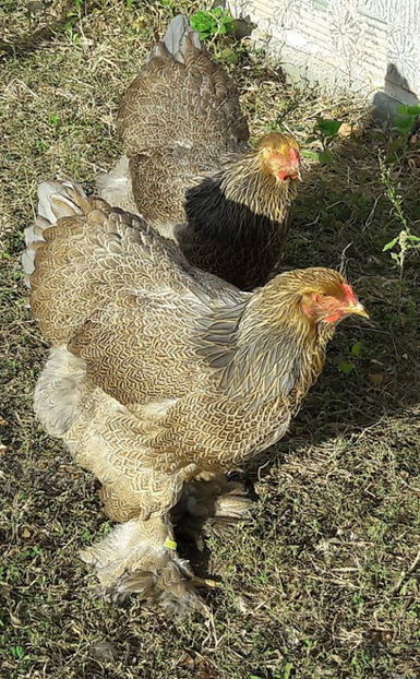  - a__Pui si tineret brahma 2017