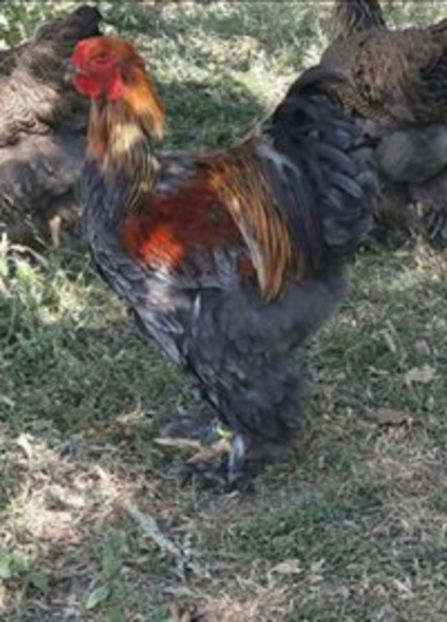  - a__Pui si tineret brahma 2017