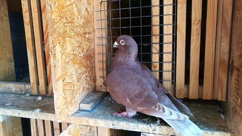  - Rosii de Bucuresti