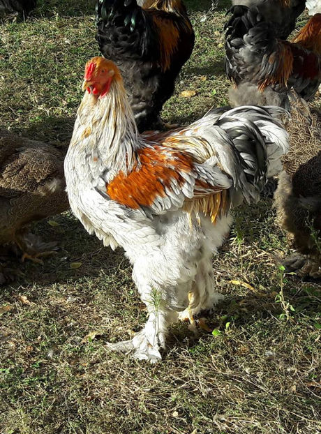  - a__Pui si tineret brahma 2017