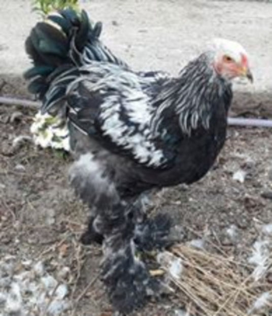  - a__Pui si tineret brahma 2017