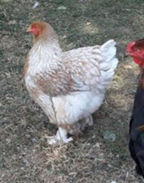  - a__Pui si tineret brahma 2017