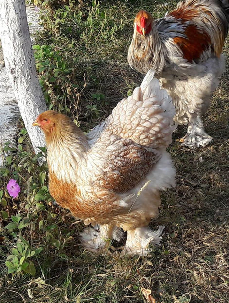  - a__Pui si tineret brahma 2017