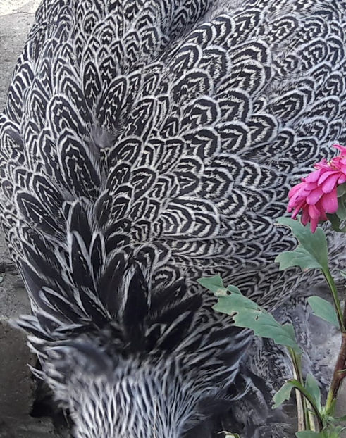  - a__Pui si tineret brahma 2017