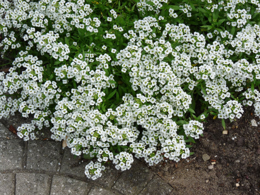  - Alyssum - ciucusoara