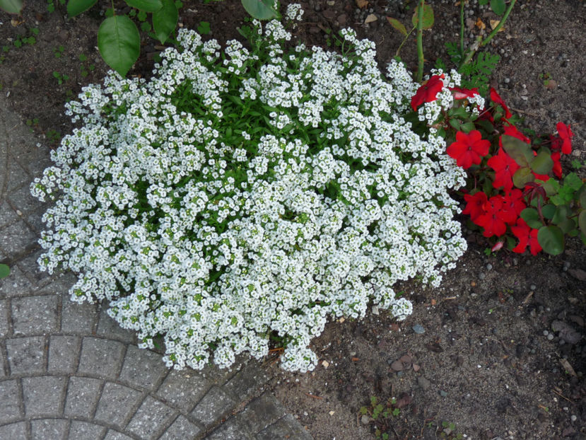 2014 - Alyssum - ciucusoara