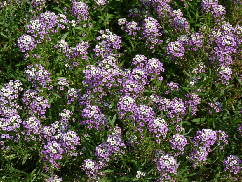  - Alyssum - ciucusoara