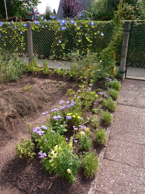 Tufe tunse, au fost prea intinse! - Alyssum