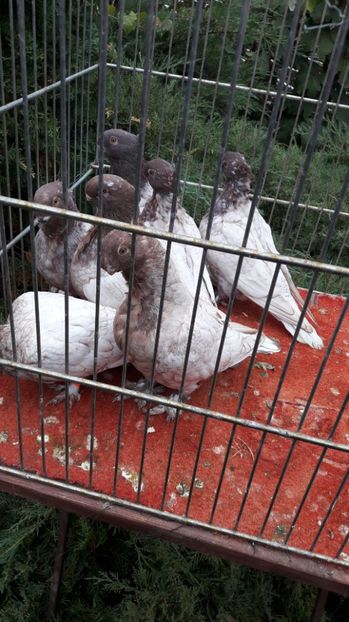 Vanduti - Porumbei vanduti