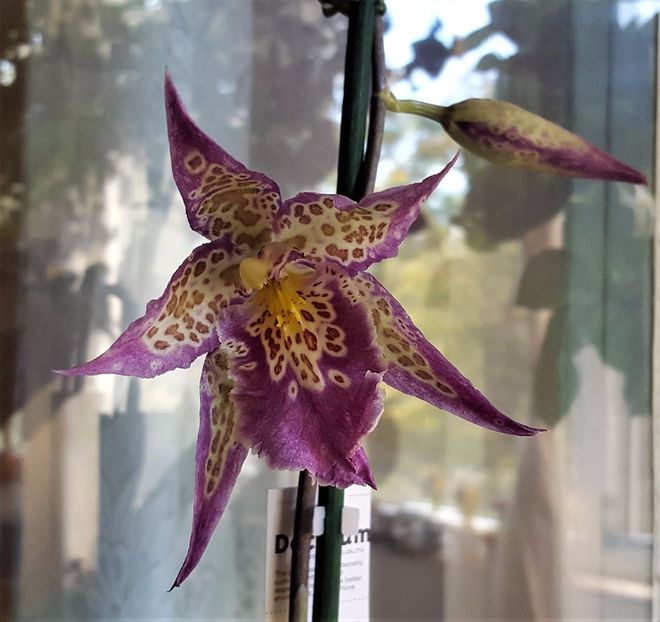 Beallara Patricia McCully 'Pacific Matriarch' - Beallara