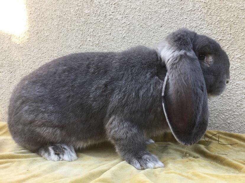 8E3822E2-04F8-477D-BDA9-89EF95F183C3 - Femela 7