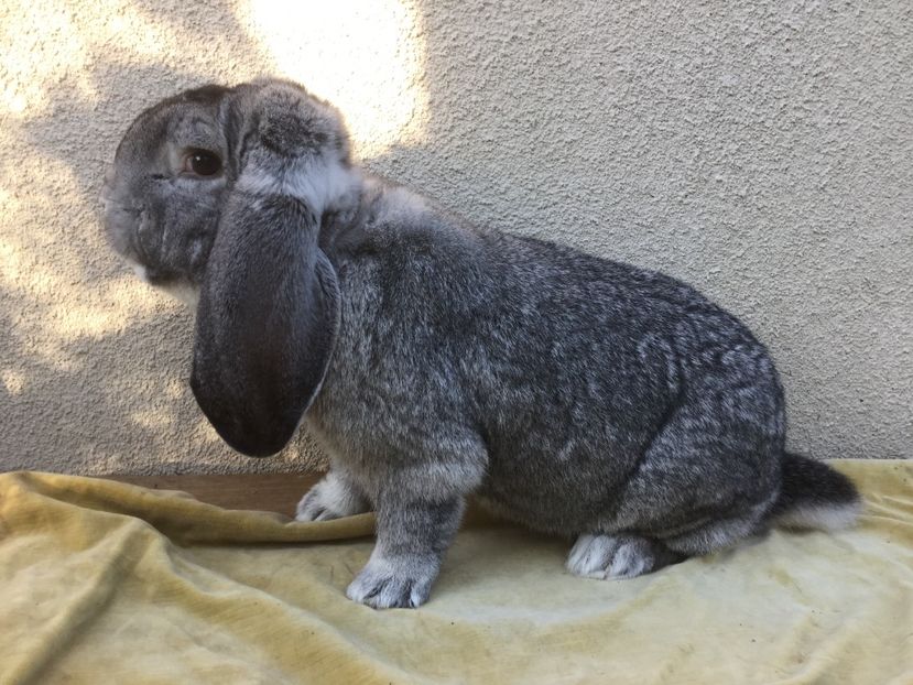 83093C83-00D4-4072-87D6-525F3DC94649 - Mascul 10sinsila