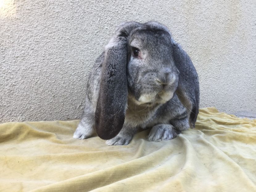 0F421814-3459-4D2E-84B8-74A1D8A2CE63 - Mascul 10sinsila