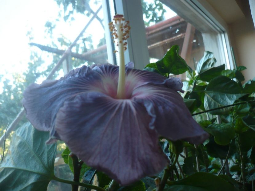 11.10.2017 - HIBISCUSI 2017-4