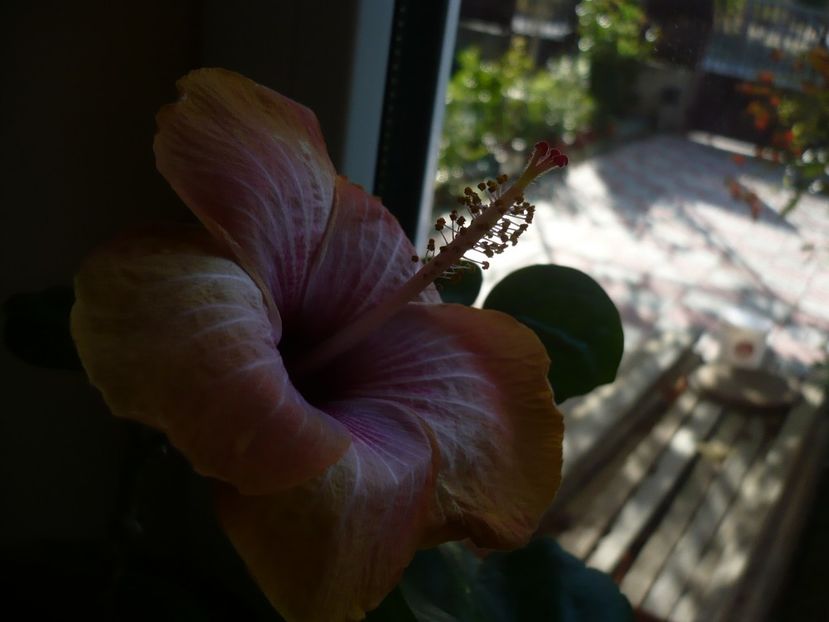 P1350239 - HIBISCUSI 2017-4