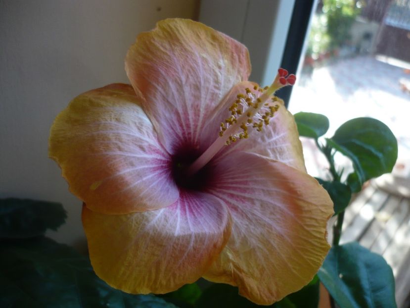 P1350242 - HIBISCUSI 2017-4