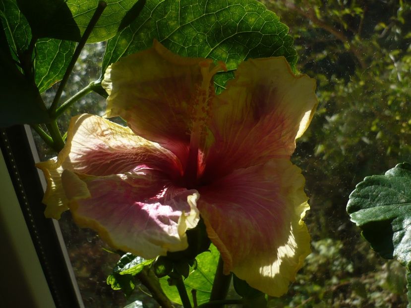 P1350245 - HIBISCUSI 2017-4