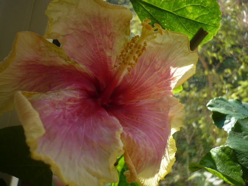 P1350248 - HIBISCUSI 2017-4