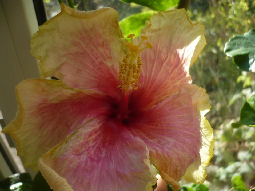 P1350249 - HIBISCUSI 2017-4