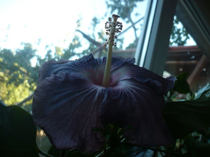 P1350250 - HIBISCUSI 2017-4