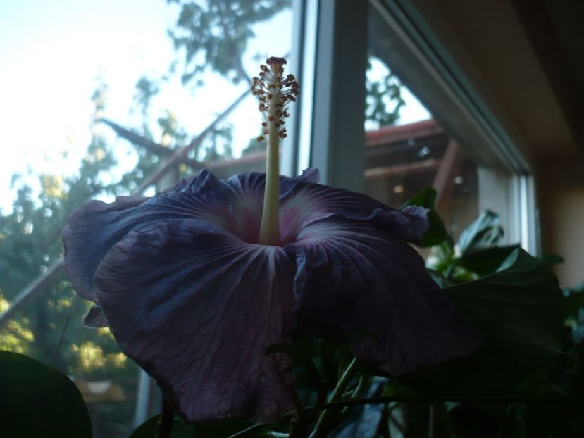 P1350251 - HIBISCUSI 2017-4