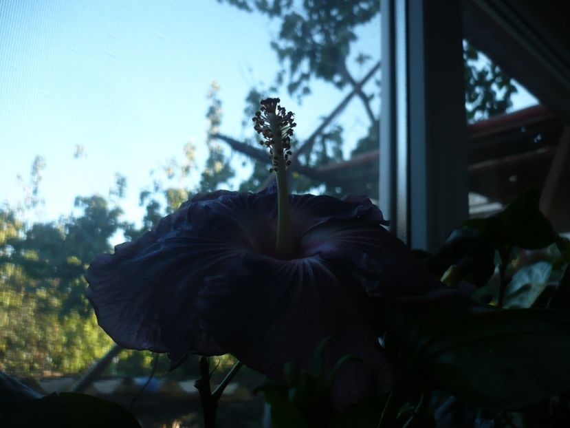 P1350252 - HIBISCUSI 2017-4