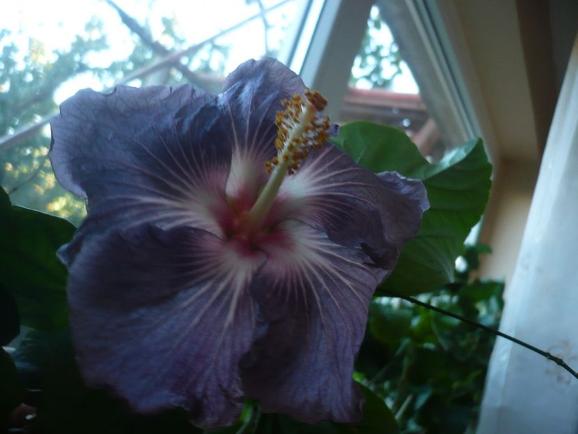 P1350255 - HIBISCUSI 2017-4