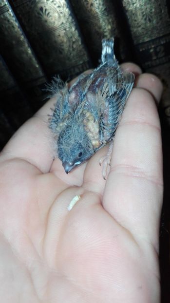  - Cintezele mele zebre australiene