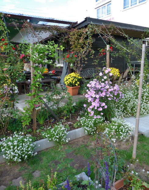 Mai frumoase ca vara! - Alyssum