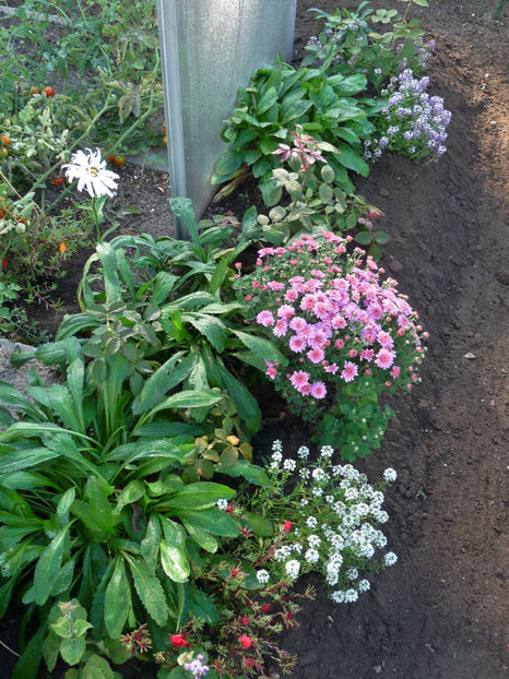  - Alyssum