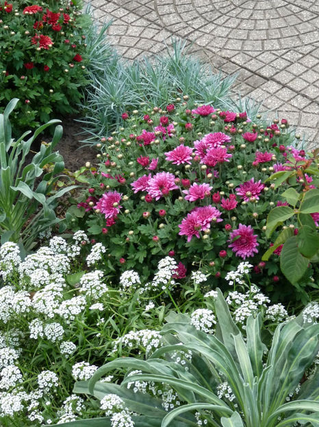  - Alyssum