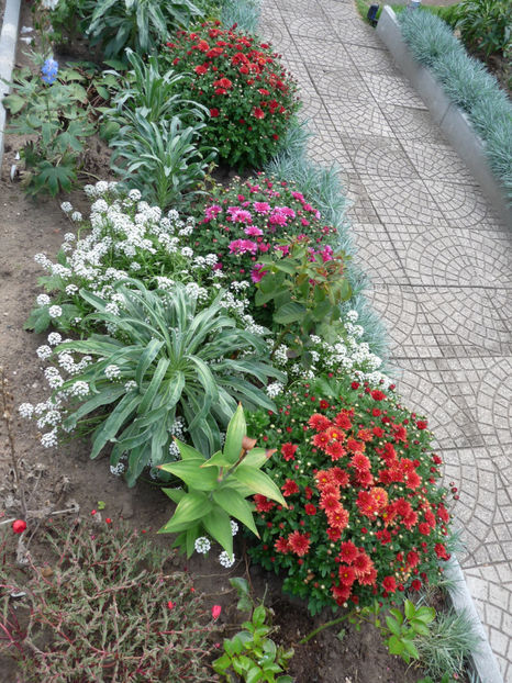  - Alyssum