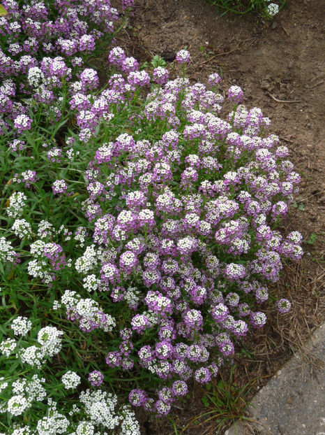  - Alyssum