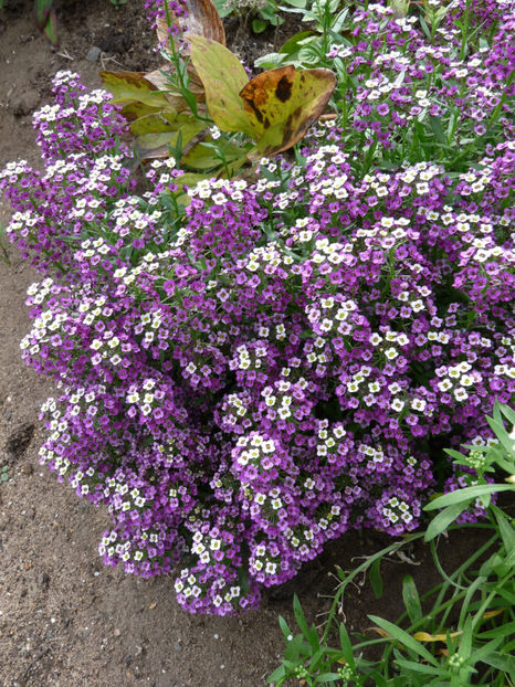  - Alyssum