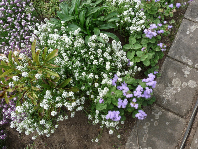  - Alyssum