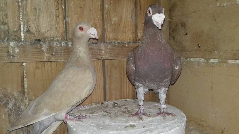 15 - V--MATCA- pt- 2018-2018-----2018---