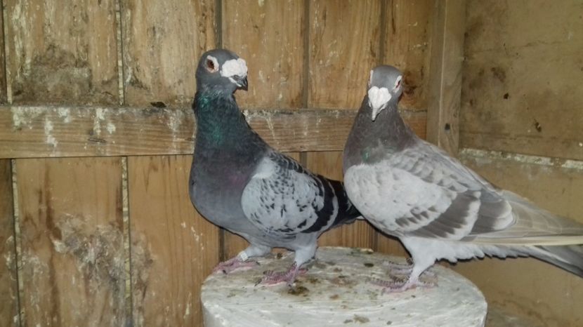 20 - V--MATCA- pt- 2018-2018-----2018---