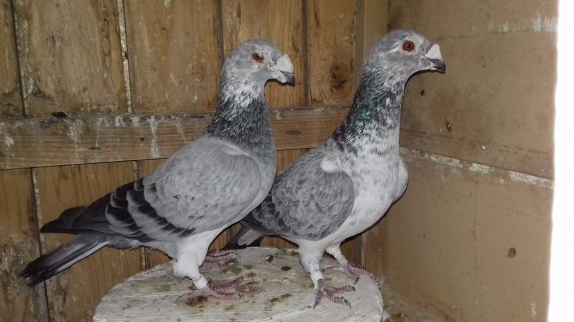 24 - V--MATCA- pt- 2018-2018-----2018---