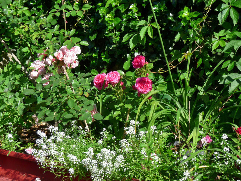 - Alyssum
