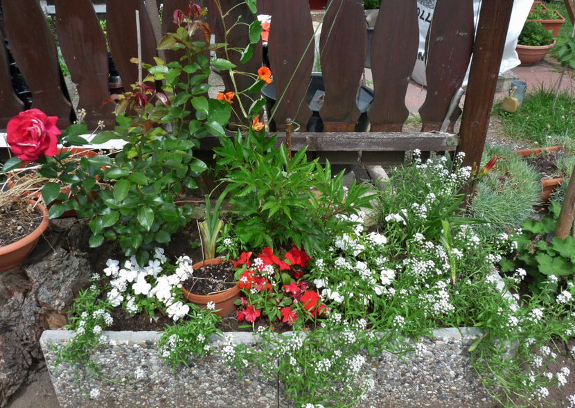  - Alyssum