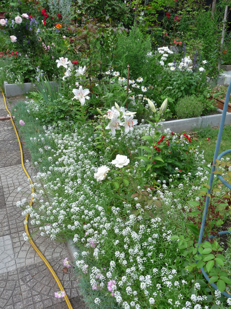  - Alyssum