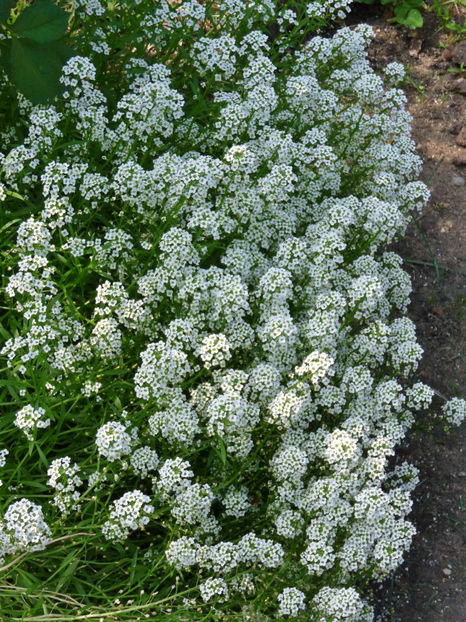  - Alyssum