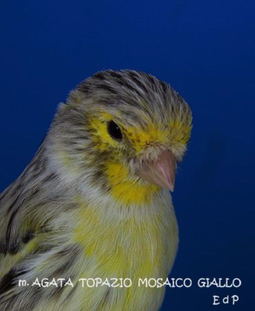  - Canari Italia