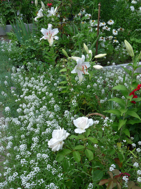  - Alyssum