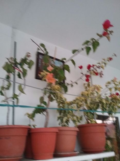  - Bougainvillea