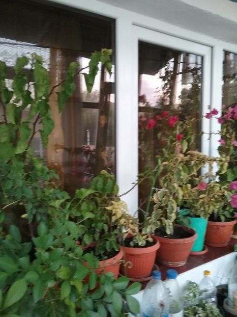 - Bougainvillea