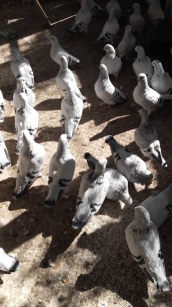  - 6 PORUMBEI LA GRAMADA