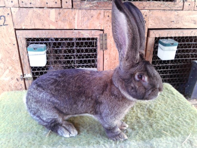 9 luni si 6 zile - M 20 - de la Luci Onujec