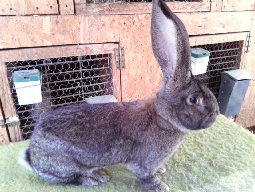 9 luni si 6 zile - M 20 - de la Luci Onujec