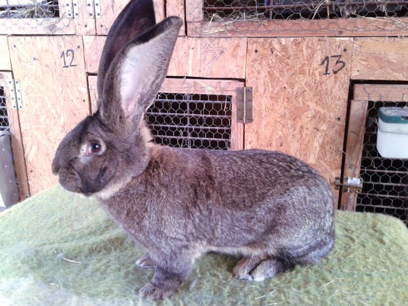 9 luni si 6 zile - M 20 - de la Luci Onujec